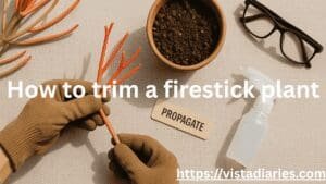 Firestick Plant Care & Propagation Guide | Toxic Sap Warning, Poisonous to Dogs and Humans