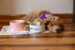  Common Health Issues in Goldendoodles