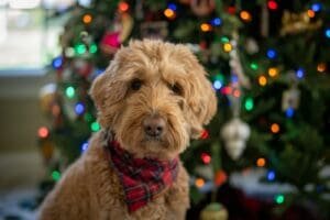 Goldendoodle Lifespan: What to Expect and How to Extend It