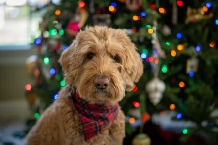 Goldendoodle Lifespan: What to Expect and How to Extend It